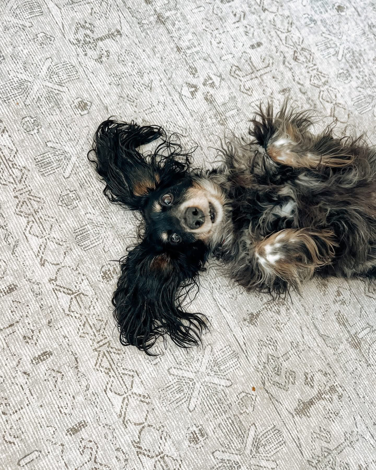 Pet Proof Your Home: The Best Rugs for Hair and Claws