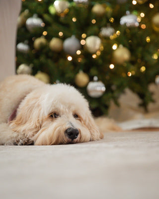 7 Reasons to be Grateful for Washable Rugs