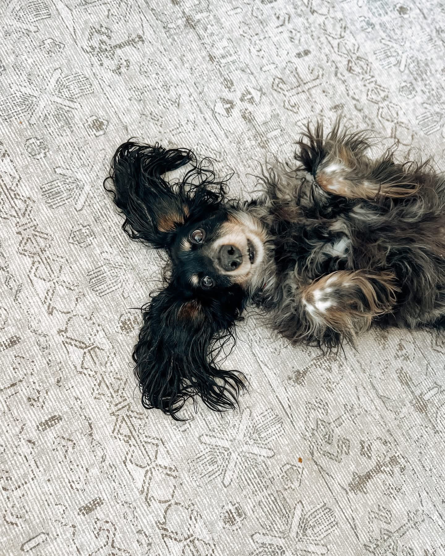What is the Best Rug Material for Pets: Durable, Easy-Clean Choices