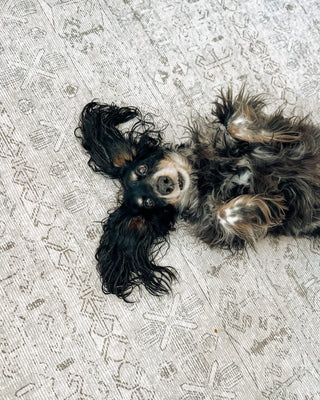 Pet Proof Your Home: The Best Rugs for Hair and Claws
