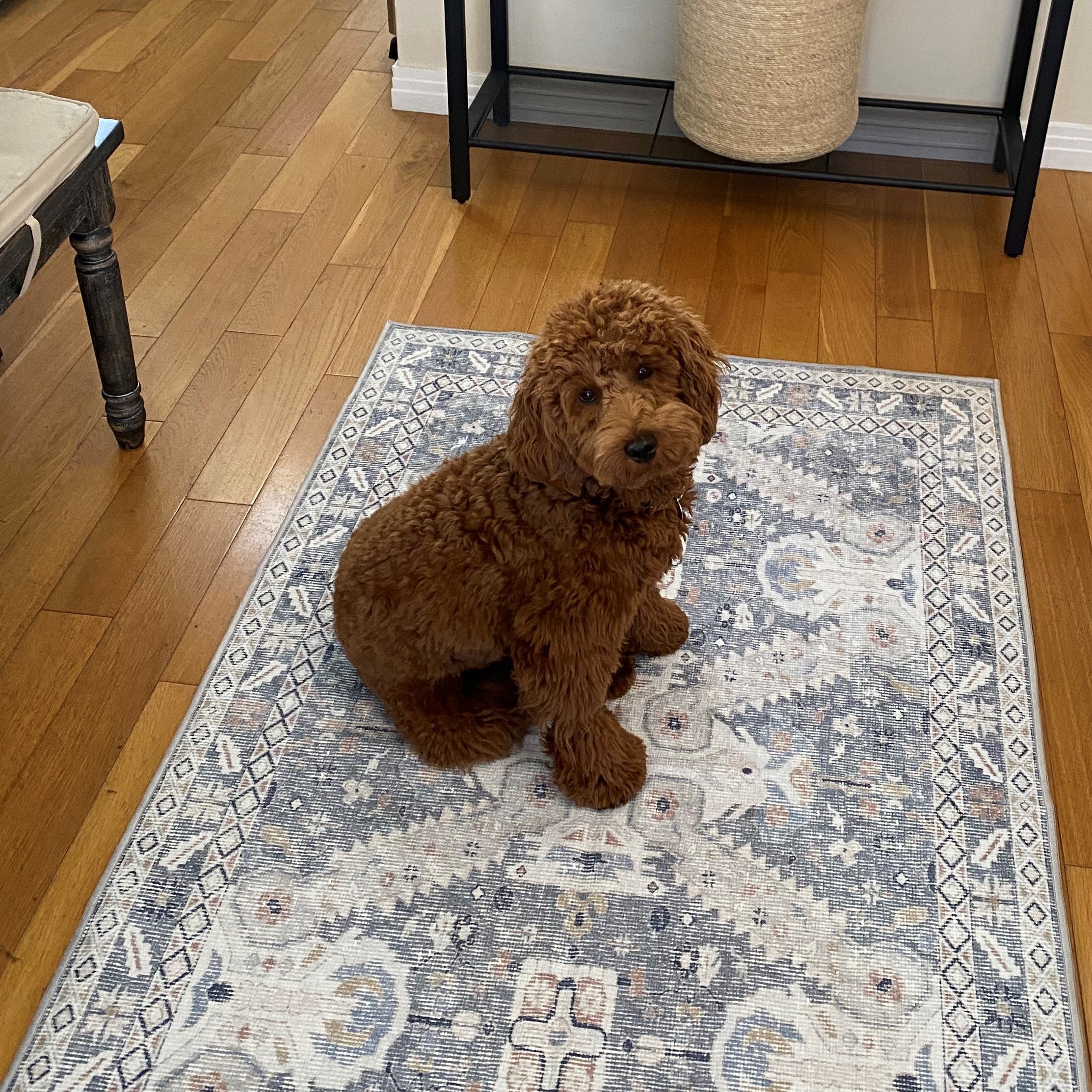 Best Hypoallergenic Rug Choice for People With Allergies